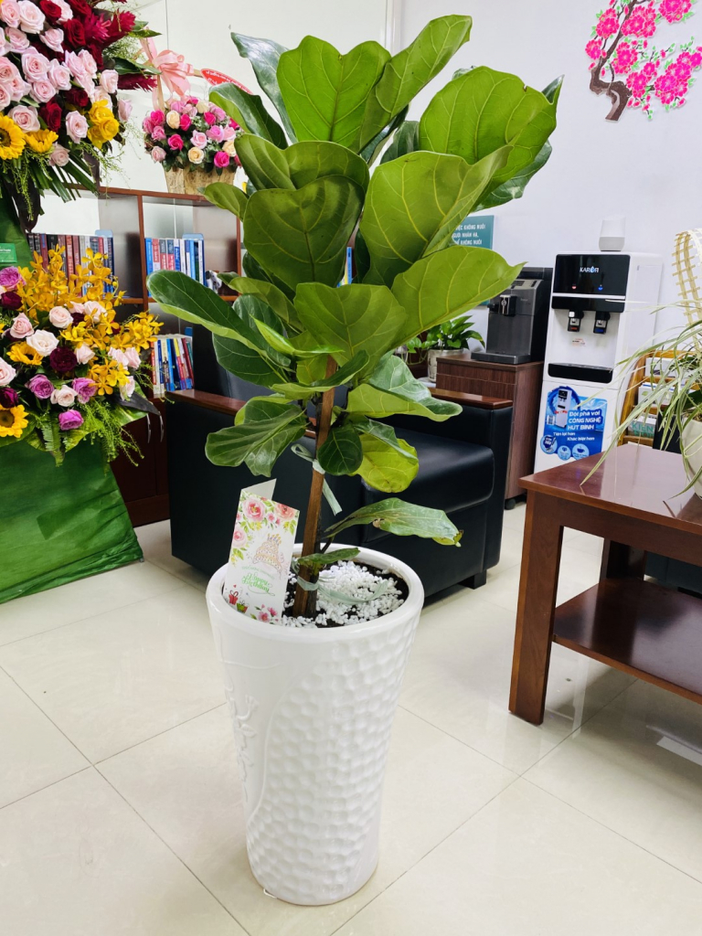 Sinh nhat SAVA ME 10 tuoi 062544995 iOS