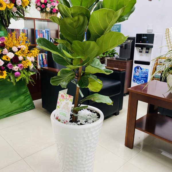 Sinh nhật SAVA M&E tròn 10 tuổi 2019